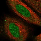Anti-USP38 Antibody