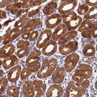Immunohistochemical staining of human stomach shows strong cytoplasmic and membranous positivity in glandular cells.
