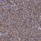 Immunohistochemical staining of human pancreas shows strong granular cytoplasmic positivity in exocrine glandular cells.