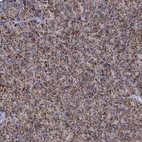 Immunohistochemical staining of human pancreas shows strong granular cytoplasmic positivity in exocrine glandular cells.