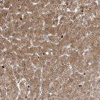 Anti-RNF7 Antibody