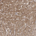 Anti-RNF7 Antibody