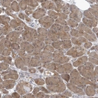 Immunohistochemical staining of human pancreas shows weak cytoplasmic positivity in exocrine glandular cells.
