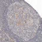 Immunohistochemical staining of human lymph node shows very weak positivity in germinal center cells as expected.