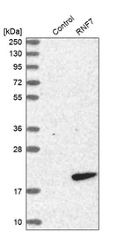 Western blot analysis in control (vector only transfected HEK293T lysate) and RNF7 over-expression lysate (Co-expressed with a C-terminal myc-DDK tag (~3.1 kDa) in mammalian HEK293T cells, LY402297).