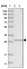 Anti-NIT2 Antibody