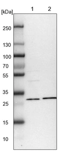 Lane 1: NIH-3T3 cell lysate (Mouse embryonic fibroblast cells)_br/_Lane 2: NBT-II cell lysate (Rat Wistar bladder tumour cells)
