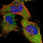 Immunofluorescent staining of human cell line U-251 MG shows localization to cytosol & centrosome.