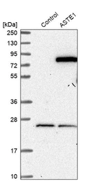 Western blot analysis in control (vector only transfected HEK293T lysate) and ASTE1 over-expression lysate (Co-expressed with a C-terminal myc-DDK tag (~3.1 kDa) in mammalian HEK293T cells, LY415490).