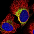 Immunofluorescent staining of human cell line U-2 OS shows localization to endoplasmic reticulum.