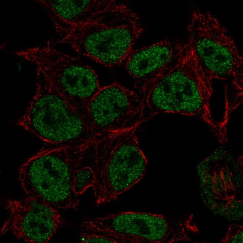 Anti-SYN2 Antibody