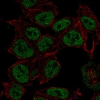 Anti-SYN2 Antibody