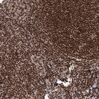 Anti-CGGBP1 Antibody