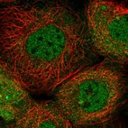 Immunofluorescent staining of human cell line A-431 shows localization to nucleoplasm & cytosol.