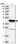 Anti-ARFIP1 Antibody