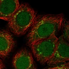 Immunofluorescent staining of human cell line MCF7 shows localization to nucleus, the Golgi apparatus & vesicles.