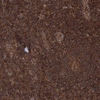 Immunohistochemical staining of human lymph node shows strong cytoplasmic positivity in non-germinal center cells.