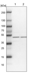 Lane 1: NIH-3T3 cell lysate (Mouse embryonic fibroblast cells)_br/_Lane 2: NBT-II cell lysate (Rat Wistar bladder tumour cells)