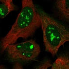 Immunofluorescent staining of human cell line U-2 OS shows localization to nucleus & nucleoli.