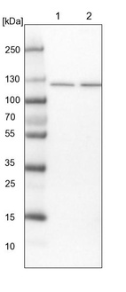 Lane 1: NIH-3T3 cell lysate (Mouse embryonic fibroblast cells)_br/_Lane 2: NBT-II cell lysate (Rat Wistar bladder tumour cells)
