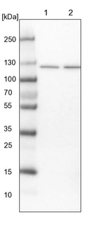 Lane 1: NIH-3T3 cell lysate (Mouse embryonic fibroblast cells)_br/_Lane 2: NBT-II cell lysate (Rat Wistar bladder tumour cells)