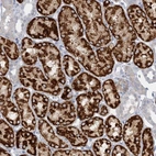 Immunohistochemical staining of human kidney shows high expression.