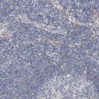 Immunohistochemical staining of human lymph node shows low expression as expected.