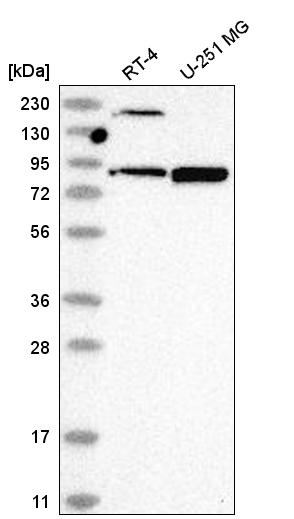 Anti-DDX50 Antibody