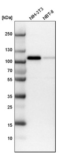 Western blot analysis in mouse cell line NIH-3T3 and rat cell line NBT-II.