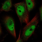 Immunofluorescent staining of human cell line U-251 MG shows localization to nucleoplasm.