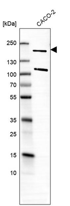 Western blot analysis in human cell line CACO-2.