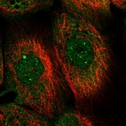 Immunofluorescent staining of human cell line A-431 shows localization to nuclear bodies & cytosol.