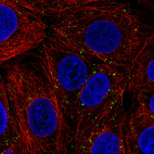 Immunofluorescence staining in MCF7 cell line with Anti-VSP26A monoclonal antibody, showing distinct staining of endosomes in green. Microtubule- and nuclear probes are visualized in red and blue respectively (where available).