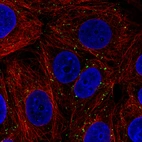 Immunofluorescence staining in MCF7 cell line with Anti-VSP26A monoclonal antibody, showing distinct staining of endosomes in green. Microtubule- and nuclear probes are visualized in red and blue respectively (where available).
