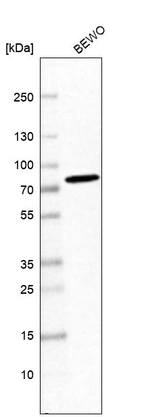 Western blot analysis in human cell line BEWO.