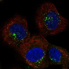 Immunofluorescent staining of human cell line A-431 shows localization to endosomes & lysosomes.