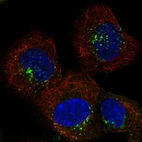 Immunofluorescent staining of human cell line A-431 shows localization to endosomes & lysosomes.