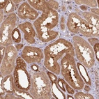Anti-EIF4EBP2 Antibody