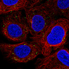 Immunofluorescence staining in U2OS cell line with Anti-VSP26A monoclonal antibody, showing distinct staining of endosomes in green. Microtubule- and nuclear probes are visualized in red and blue respectively (where available).