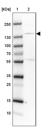 Lane 1: Marker [kDa] 250, 130, 100, 70, 55, 35, 25, 15, 10_br/_Lane 2: Human cell line U-251 MG