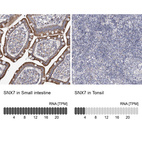 Anti-SNX7 Antibody