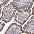 Immunohistochemical staining of human small intestine shows high expression.