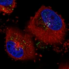 Immunofluorescence staining in U251 cell line with Anti-VSP26A monoclonal antibody, showing distinct staining of endosomes in green. Microtubule- and nuclear probes are visualized in red and blue respectively (where available).