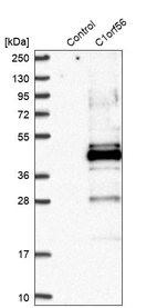 Western blot analysis in control (vector only transfected HEK293T lysate) and C1orf56 over-expression lysate (Co-expressed with a C-terminal myc-DDK tag (~3.1 kDa) in mammalian HEK293T cells, LY402623).