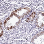 Immunohistochemical staining of human endometrium shows moderate to strong cytoplasmic positivity in glandular cells.