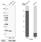 Western blot analysis in human cell lines SK-MEL-30 and Caco-2 using Anti-PDE6D antibody. Corresponding PDE6D RNA-seq data are presented for the same cell lines. Loading control: Anti-HDAC1.