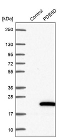 Western blot analysis in control (vector only transfected HEK293T lysate) and PDE6D over-expression lysate (Co-expressed with a C-terminal myc-DDK tag (~3.1 kDa) in mammalian HEK293T cells, LY419219).