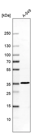Western blot analysis in human cell line A-549.