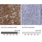 Anti-SLC1A3 Antibody