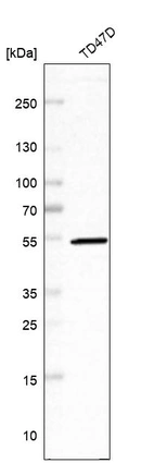 Western blot analysis in human cell line TD47D.